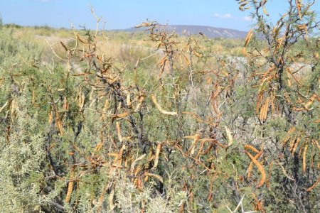 Plantas toxicas Prosopis alpataco