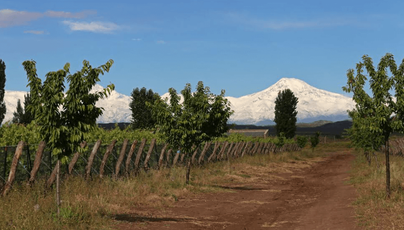 bodega biodinámica portada
