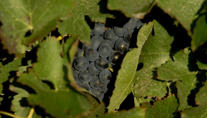 uvas negras