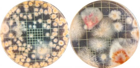 Hongo Fusarium