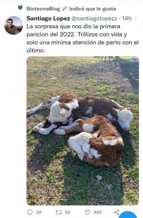 Terneros Trillizos