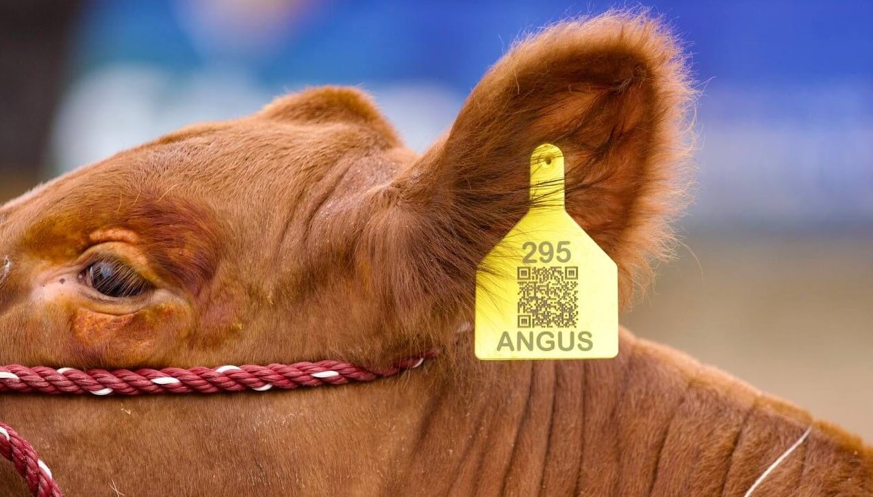 angus ejemplar