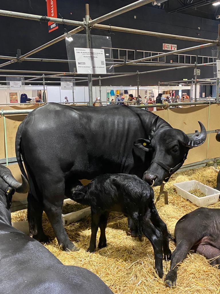 bufala la rural
