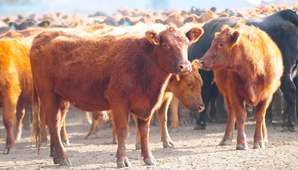 vacas venado tuerto