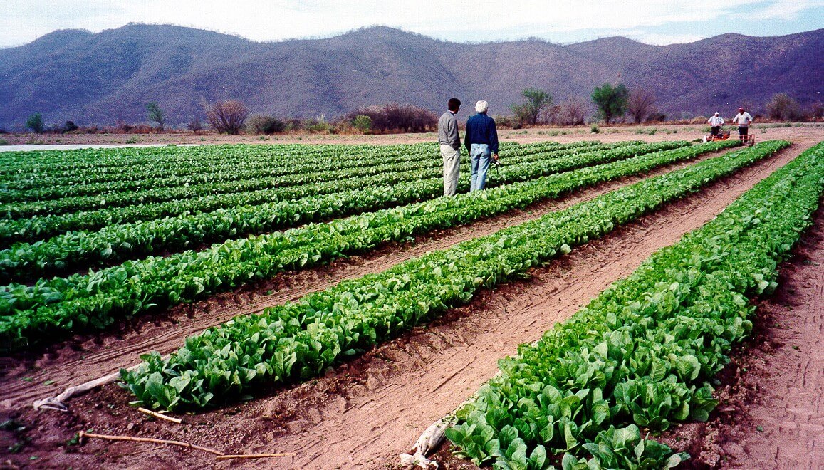 ¿Miel “verde”?: la apicultura picó en punta entre las economías regionales y la pelea contra la inflación 5 tabaco agricultura
