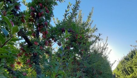 Manzano Manzana Alto Valle