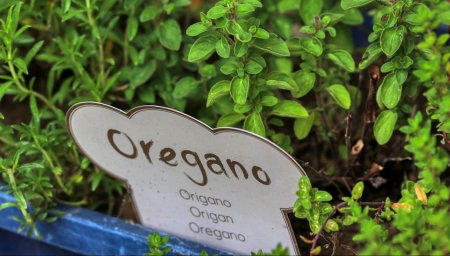 Cómo Cultivar Orégano y Tomillo en Casa