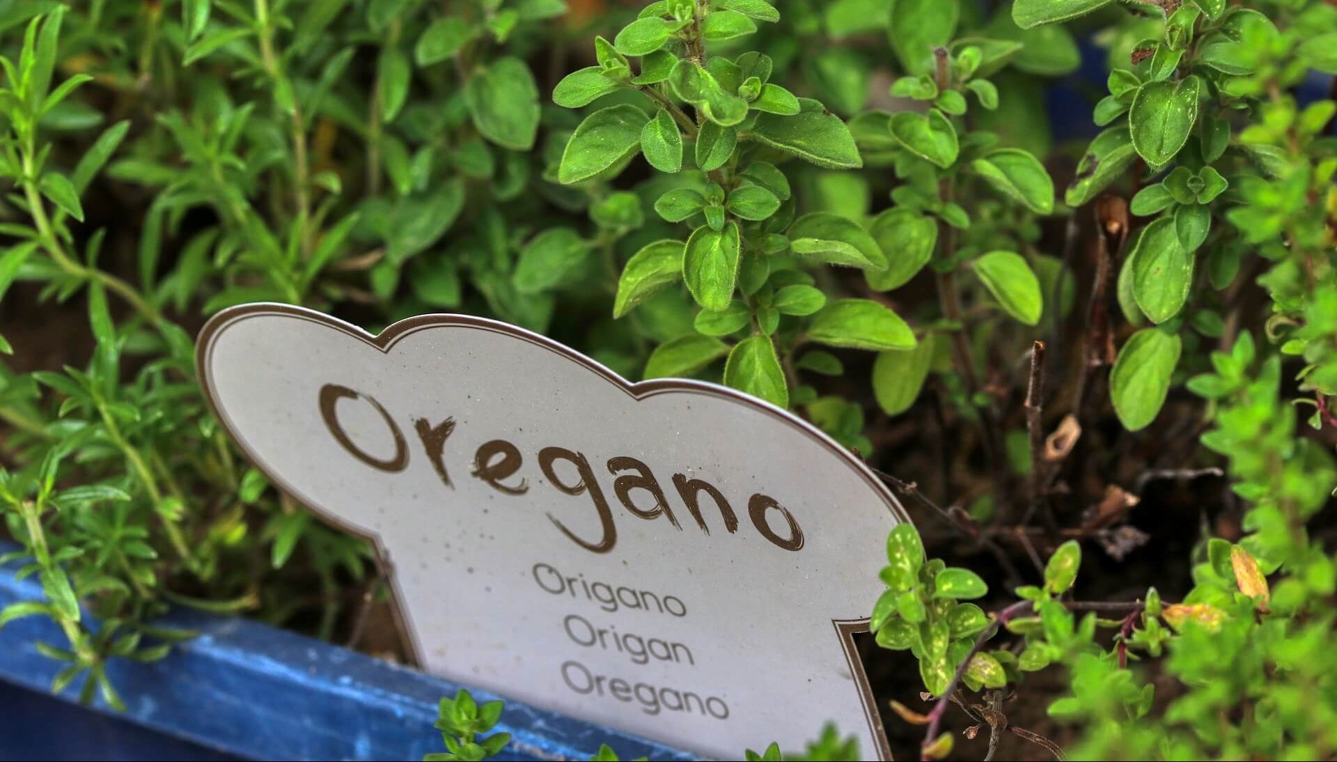 Cómo Cultivar Orégano y Tomillo en Casa
