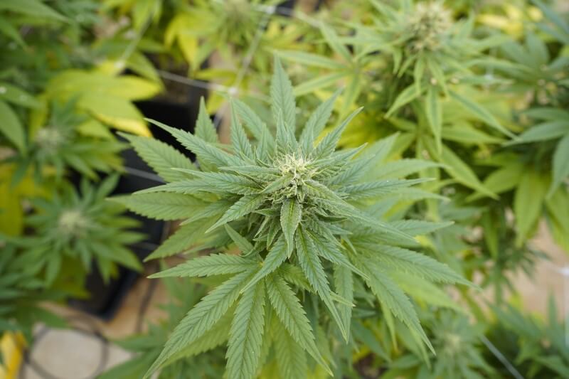 Cannabis 2