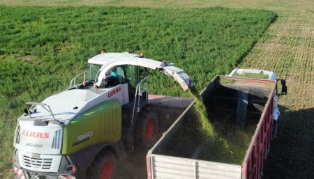 Claas Picadora