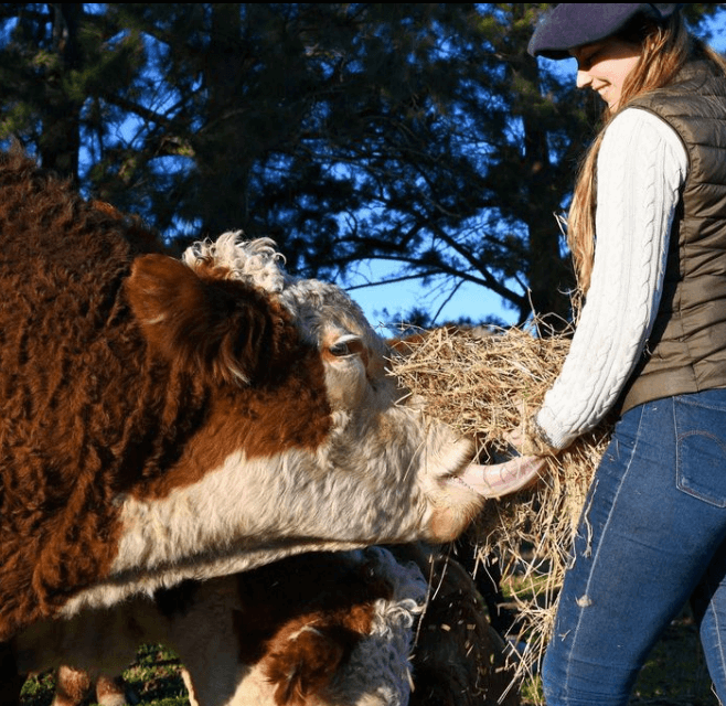 Actualidad Con vacas