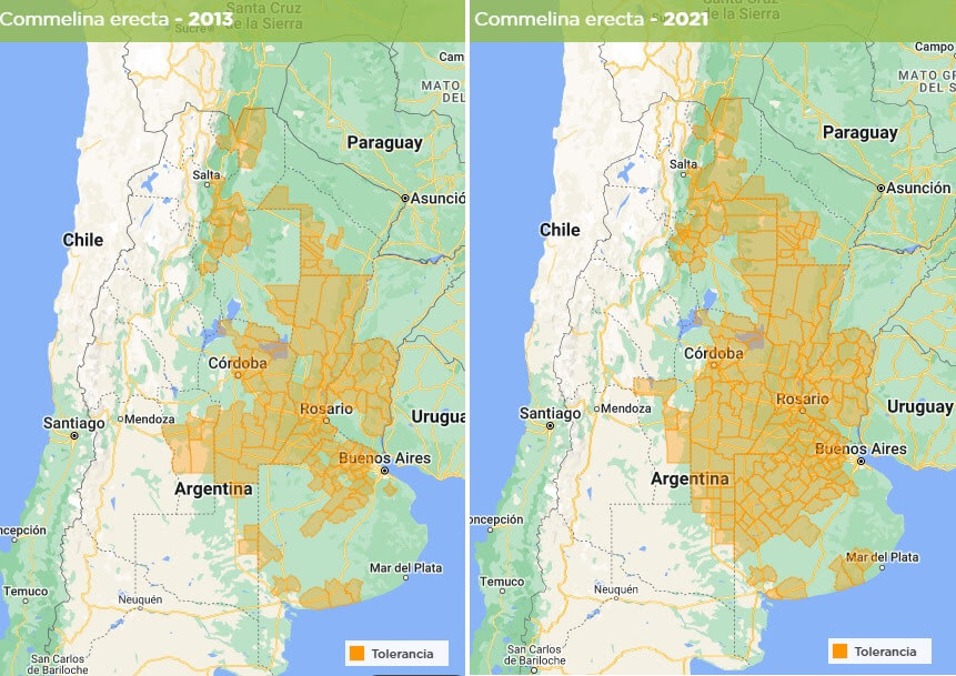 Una santa que se porta mal: la "Flor de Santa Lucía" se expande sin freno en los campos argentinos 2 Mapa de expansion Flor de Santa Lucia