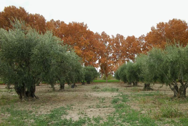 Olivos germoplasma 4