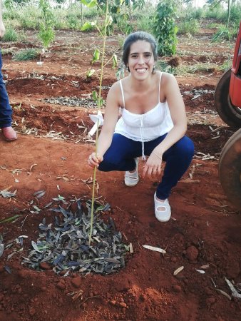 Reforestacion en Jaboticabal Sao Paulo Brasil