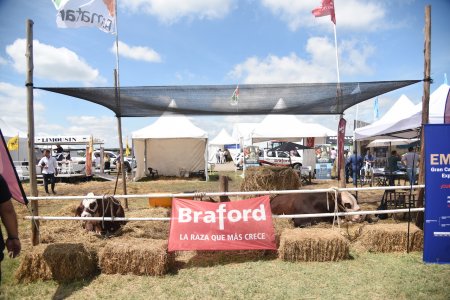 braford