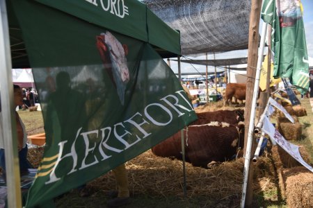 hereford