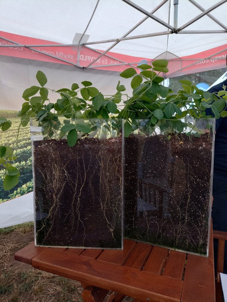 planta biologicos microorganismos bioinsumos