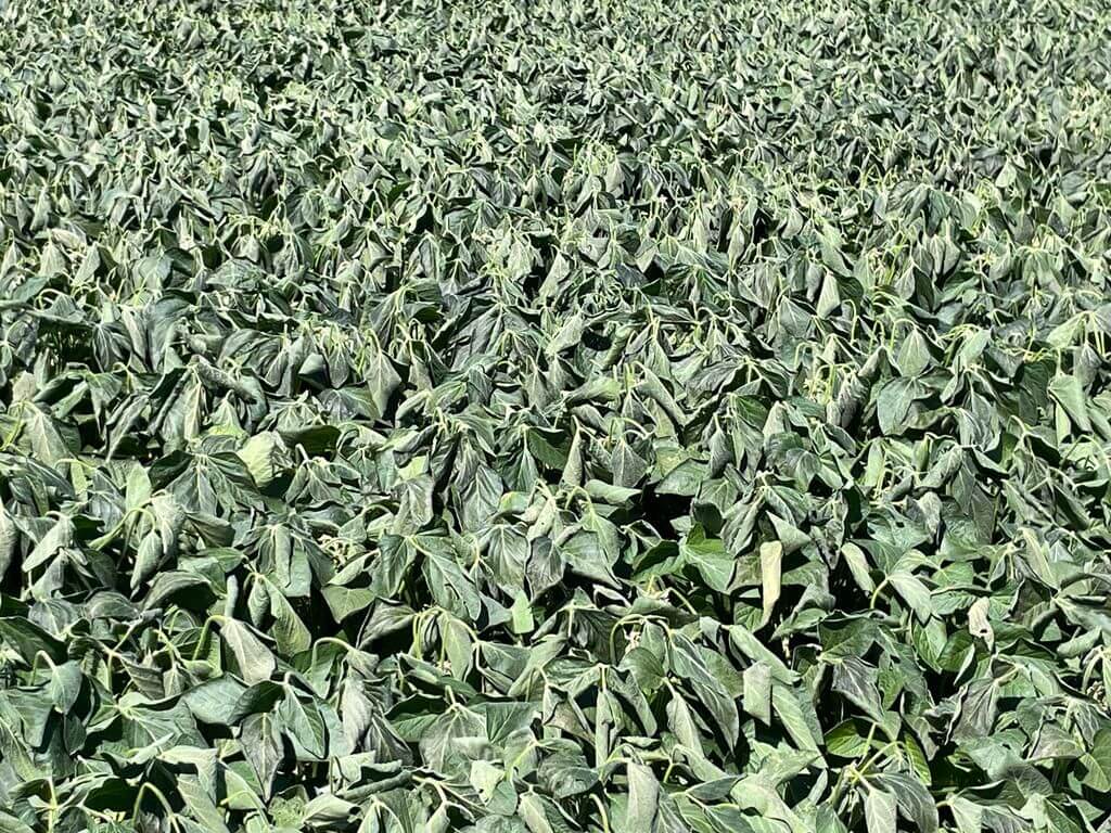 Otro golpe del clima a los cultivos: las fotos y los datos de la histórica helada en pleno verano 2 soja helada en febrero