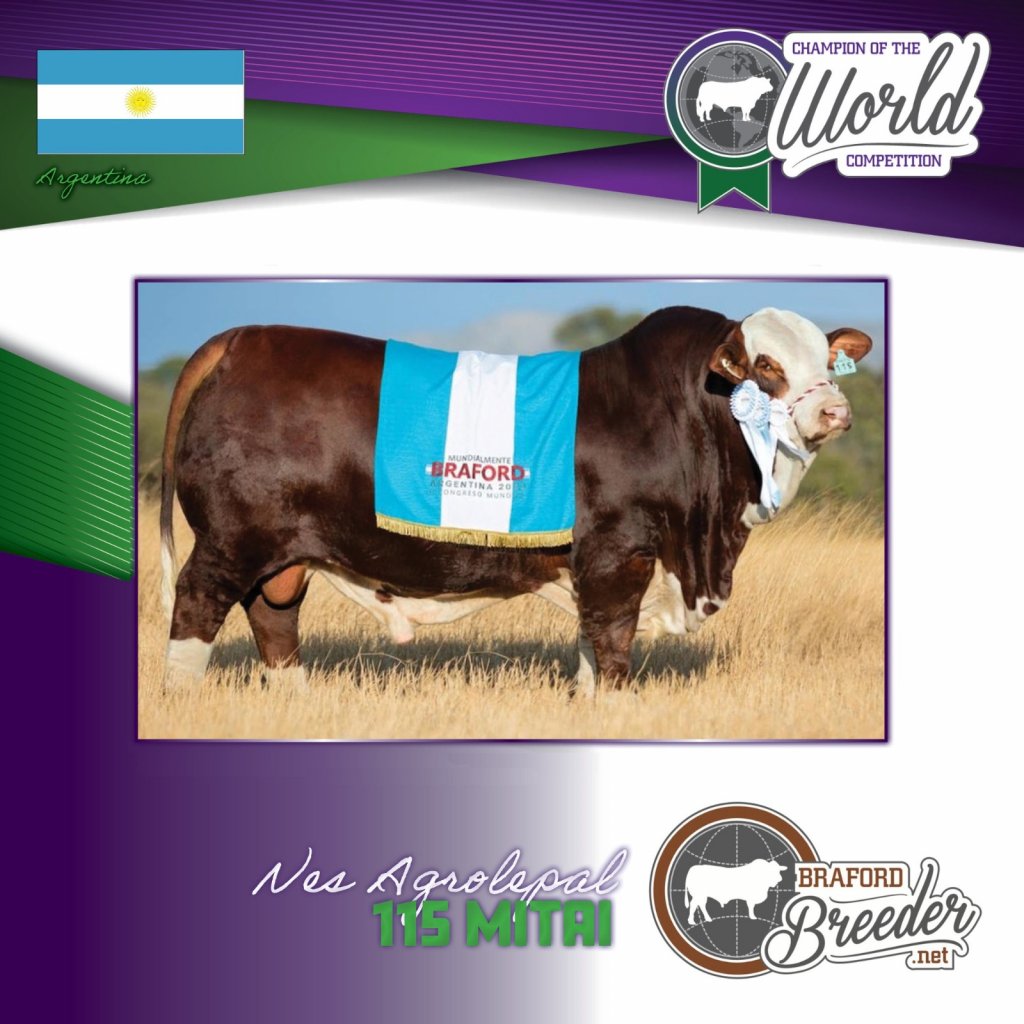 toro campeon braford la dominga