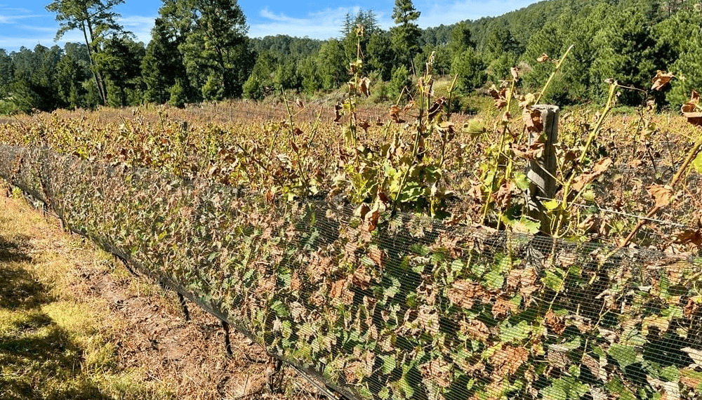 vinedo seco calamuchita