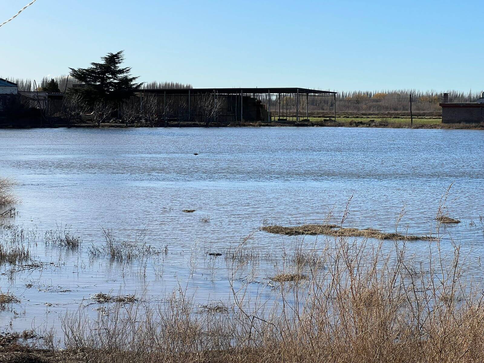 Evacuados y campos inundados: un temporal en la cuenca del río Neuquén dejó graves daños 1 Alfalfa inundacion