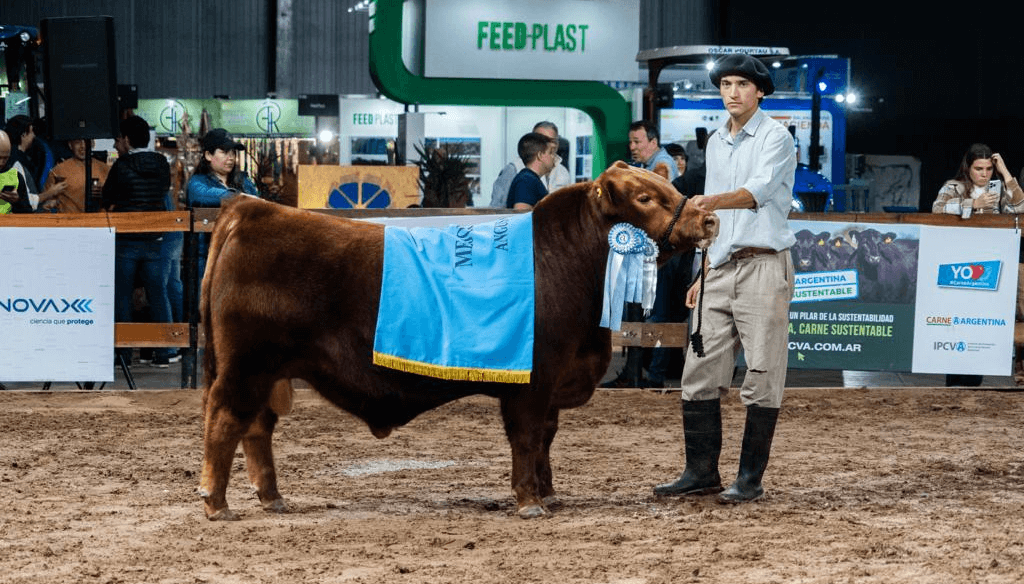 angus colorado ternero