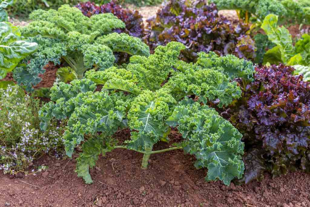 kale huerta