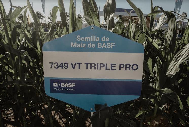semilla maiz basf