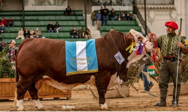 La Rural 2023: debutó con su primer toro en Palermo y se llevó una medalla 1 GC Macho