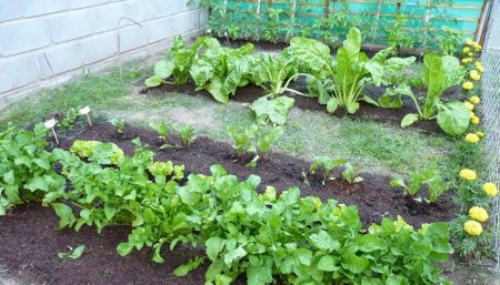 Huerta en casa