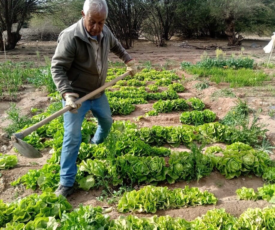 huerta familiar 1