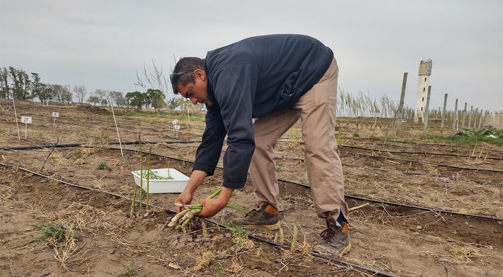 productores de esparragos