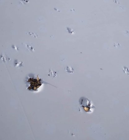 Una fuerte tormenza de granizo azotó al norte de Buenos Aires, pero los daños en trigo no fueron graves 1 silo fontezuela