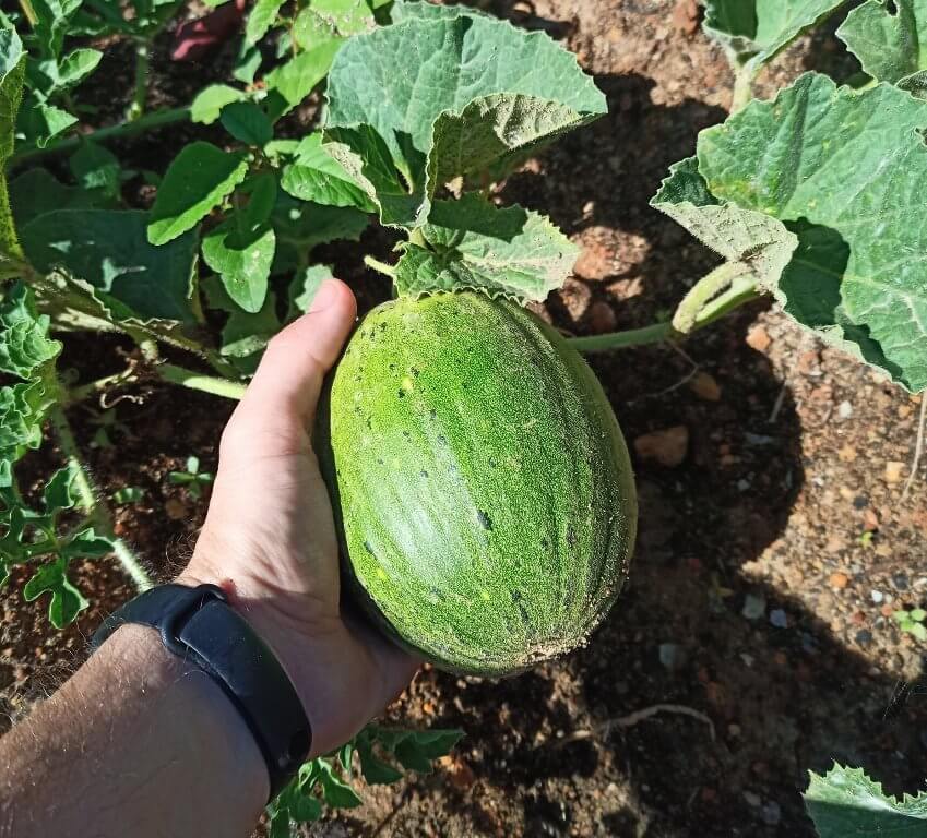 sandia