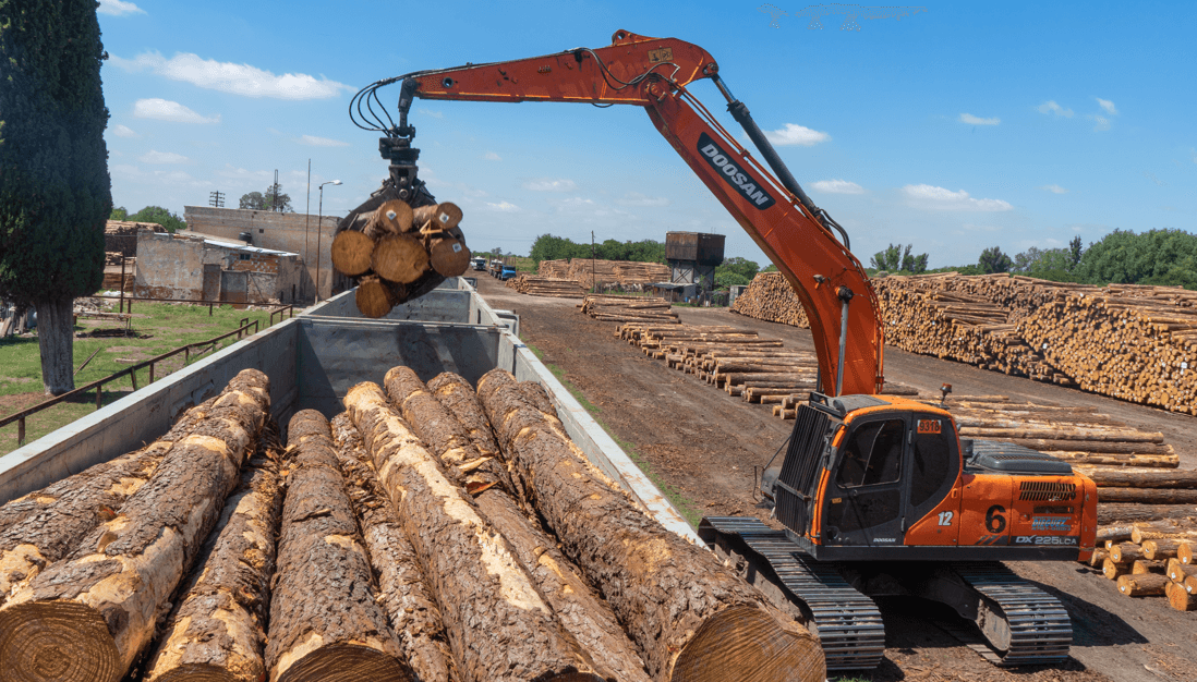 tren cargas madera forestal