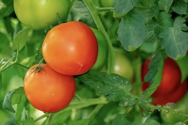 Cómo plantar tomates Cómo plantar tomates