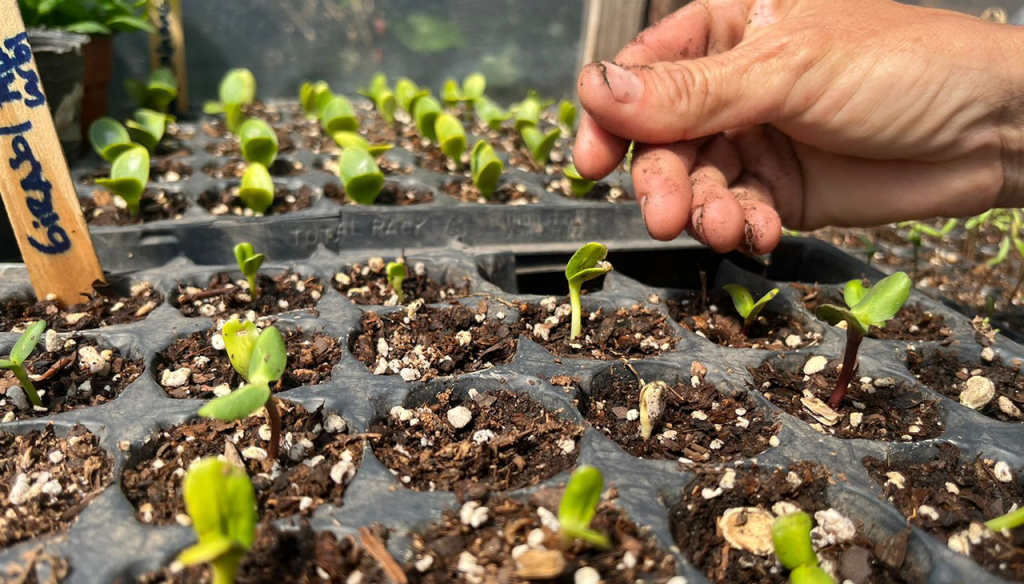 huerta en casa 2