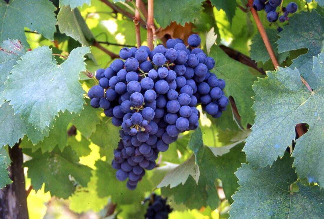 uva bonarda