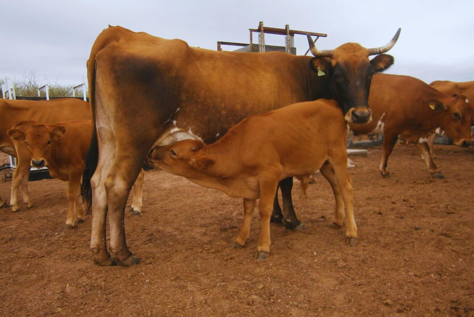 vacas 3