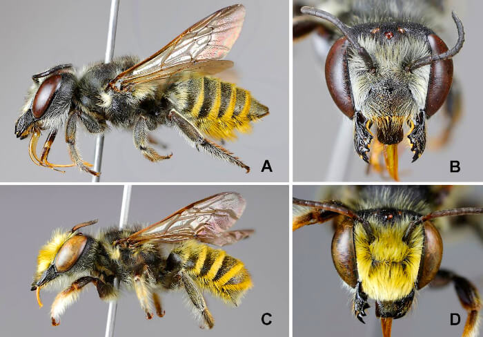 Se amplía la población de polinizadores: la FAUBA descubrió cuatro nuevas especies de abejas 1 abejas