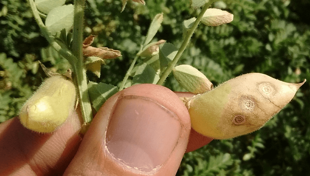 Así se ve un grano de garbanzo afectado por rabia. (Alltec Bio)