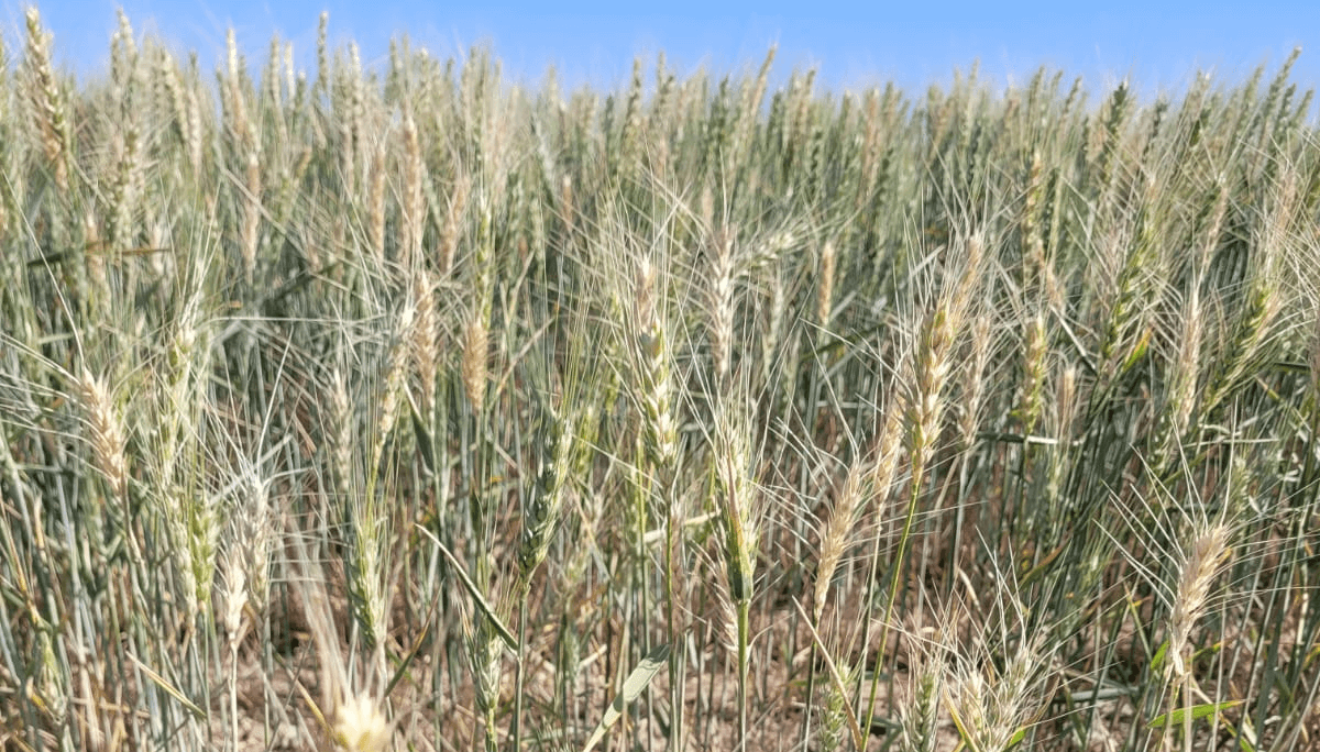 Trigo con evidentes signos de estrés en Bell Ville, en la zona núcleo cordobesa. (Bolsa de Cereales de Córdoba)