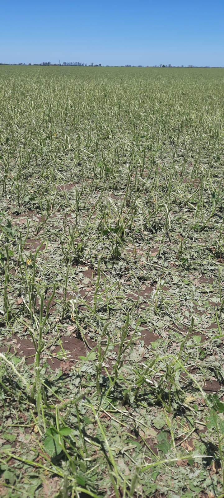 El Niño trajo aire fresco con las lluvias, pero preocupa lo “violento e impredecible” de las tormentas 2 cultivo destruido por granizo