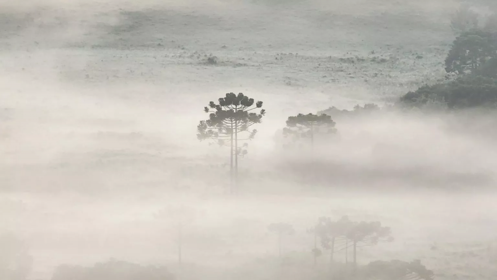 helada brasil