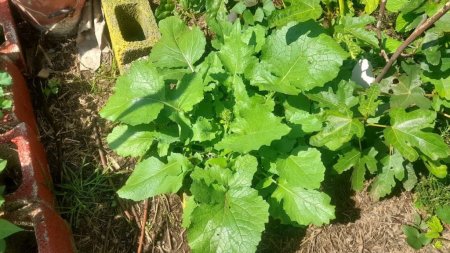 hoja de mostaza