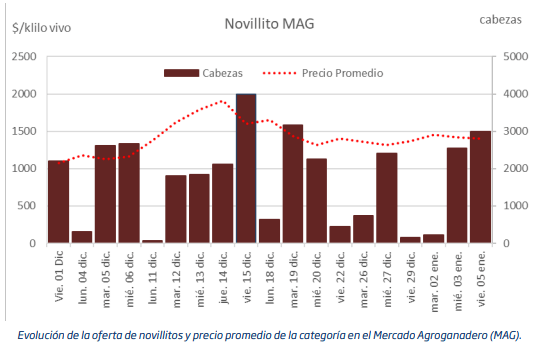 novillito canuelas
