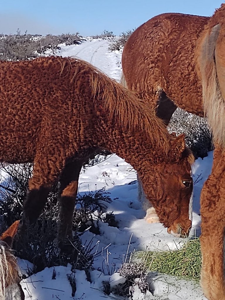 Los crían en Río Negro y son únicos en Sudamérica: la extraña historia de los caballos con rulos 1 Caballos rulos 1