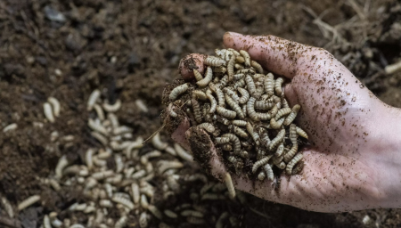Larvas de mosca soldado negro (Imagen ilustrativa - Agencia AFP)