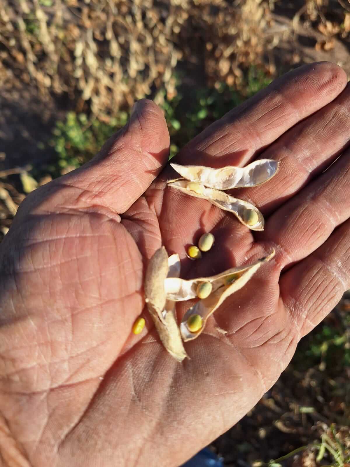 El Niño, ausente en Chaco: sigue la sequía y los productores piden ayuda a la gobernación 3 chaco 2