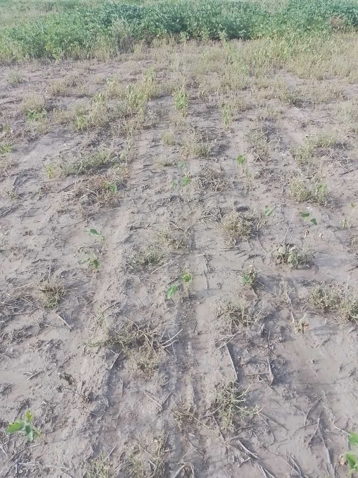 El Niño, ausente en Chaco: sigue la sequía y los productores piden ayuda a la gobernación 2 chaco 3